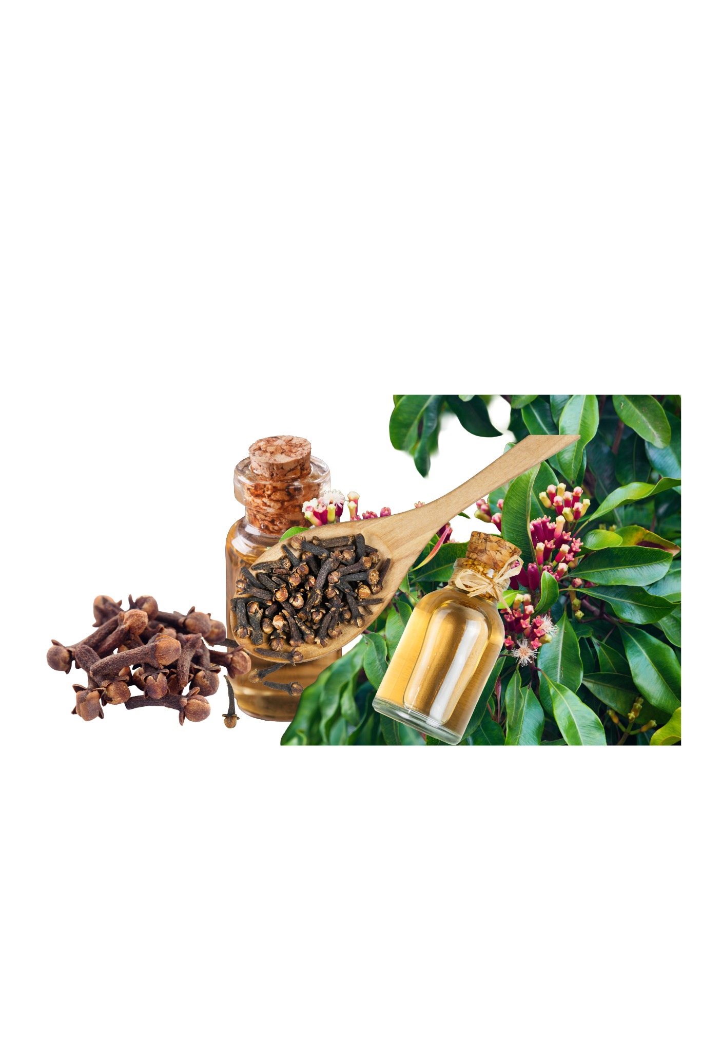 Clove